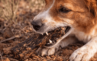 Kangaroo dog treats for dogs with allergies Australia