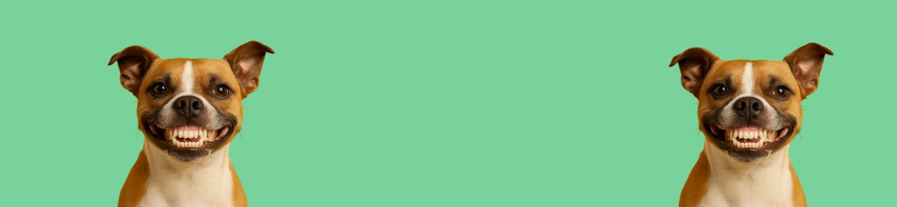 Natural Dog Bones for Teeth Cleaning & Dental Health. Support your dog’s dental health with 14 natural Aussie dog bones. Air-dehydrated, rich in calcium, and perfect as daily chews or healthy dog snacks.