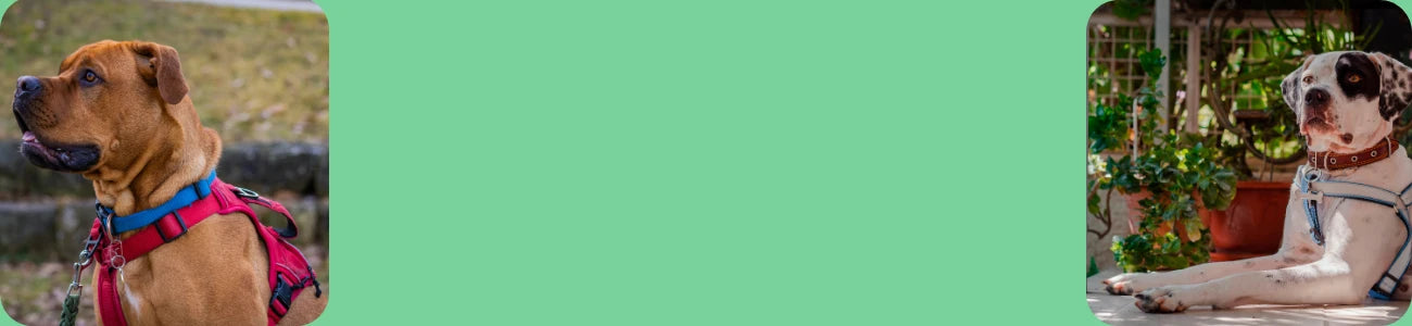 Labrador in army green sturdy dog harness with clips