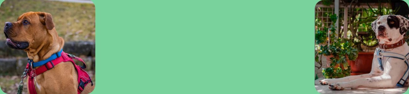 Dog Collars and Leads