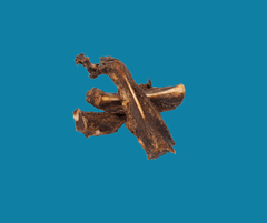 Kangaroo Dental Cleansers Dog Treats - Kangaroo Chews on Blue Background