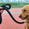 Dog with a black rope leash held by a hand on a blurred outdoor background