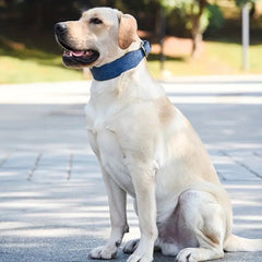 Labrador wearing premium embossed blue leather dog collar - lifestyle shot