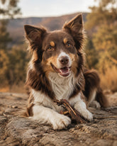 Kangaroo Dental Chews for Dogs - Bark with Buster