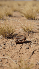 Kangaroo Tail Pieces for Dogs – Natural Kangaroo Dog Treats - Bark with Buster