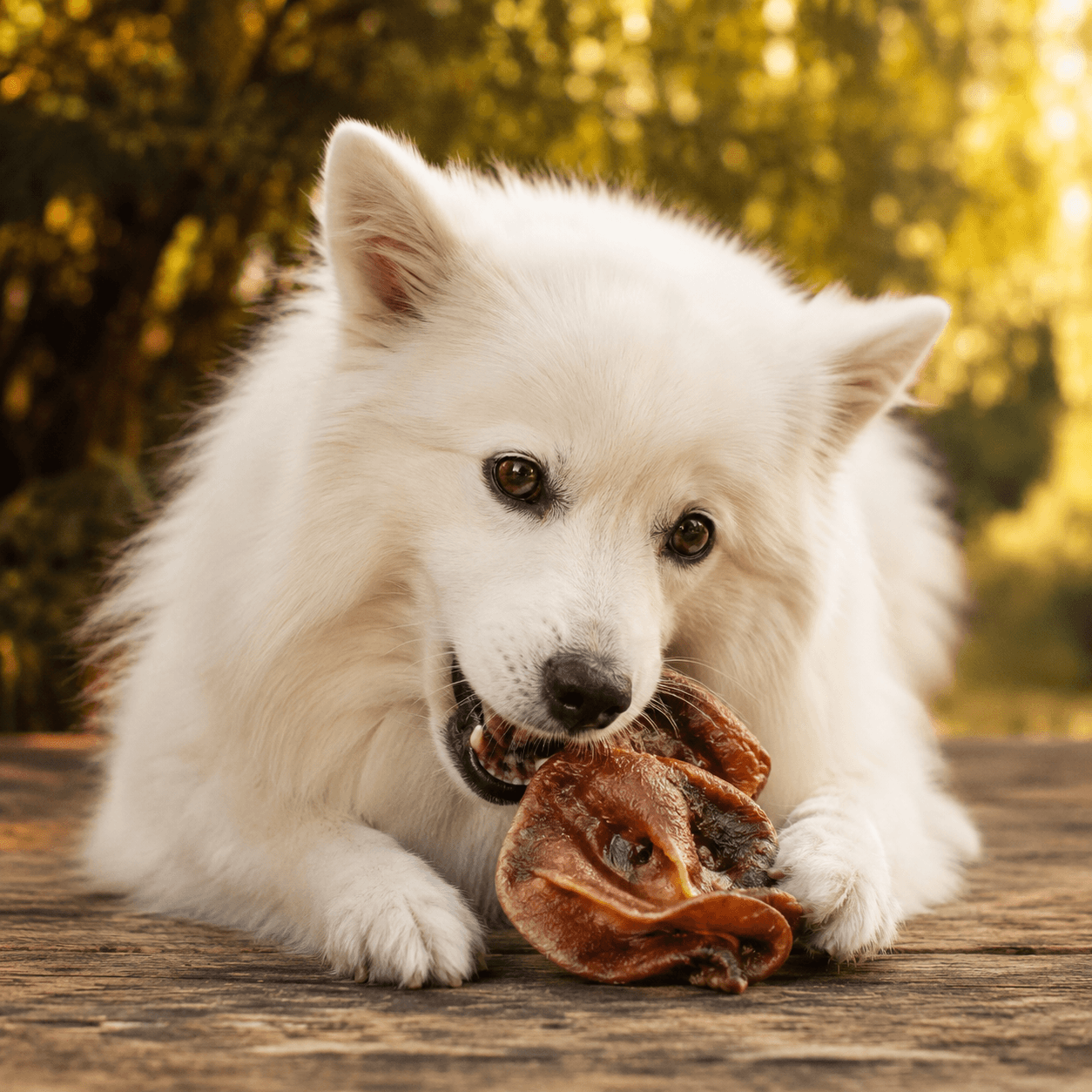 Pig Snouts Dog Treats - Bark with Buster
