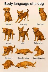 Body language of a dog 5 Ways Dogs Absorb Your Emotions 