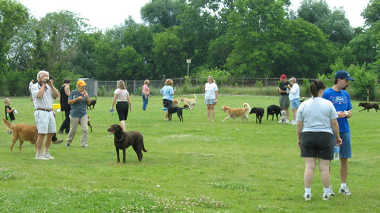 Dog and their owners enjoying time together across an open off leash dogpark