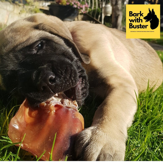 A dog laying on the green grass chewing on Bark with Buster 100% natural dog chew - Pigs Ears