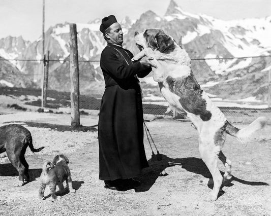 Barry – The Saint Bernard Who Saved 40 Lives. 10 Most Legendary Dogs in History