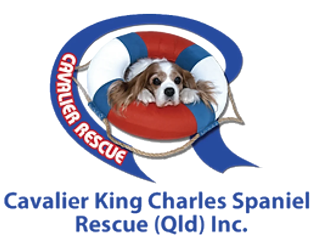 Cavalier King Charles Spaniel Rescue Queensland logo