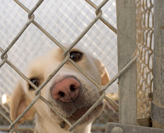 Dog Adoptions Are Booming — Why Aussie Rescues Are Still Struggling