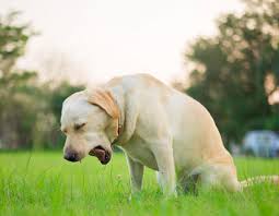 Dog showing signs of kennel cough, outdoors on the green grass