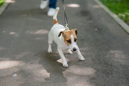Jack Russell pulling on dog lead on walk