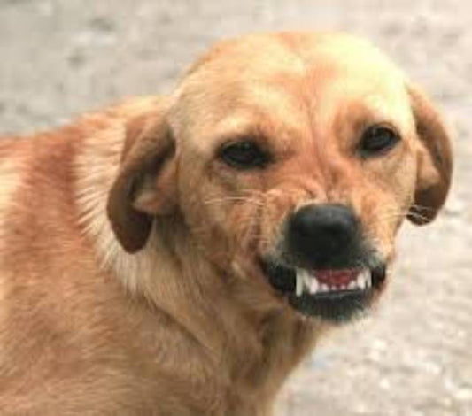 Understanding Aggression in Dogs and How to Manage It