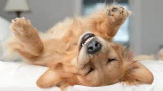 Why Dogs Are Adored Number 1 Best Pet