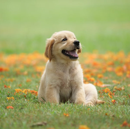 Can I Afford a Dog?