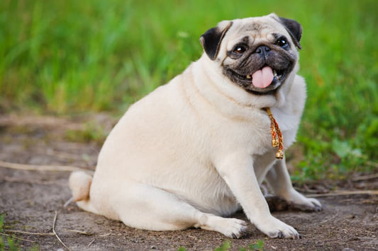 Diabetes in Dogs What Every Aussie Pet Parent Should Know. Some awesome guidance.