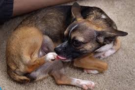Dog licking paw