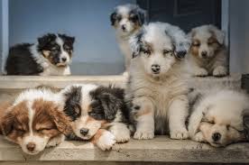 Wonderful Border Collies 5 FAQ’S