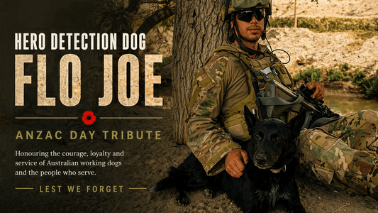 ANZAC Day Tribute: Hero Detection Dog Flo Joe Who Saved Lives In Afghanistan - Bark with Buster