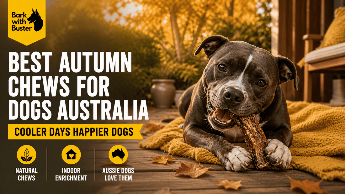 Best Autumn Chews for Dogs Australia in 2026 - Bark with Buster