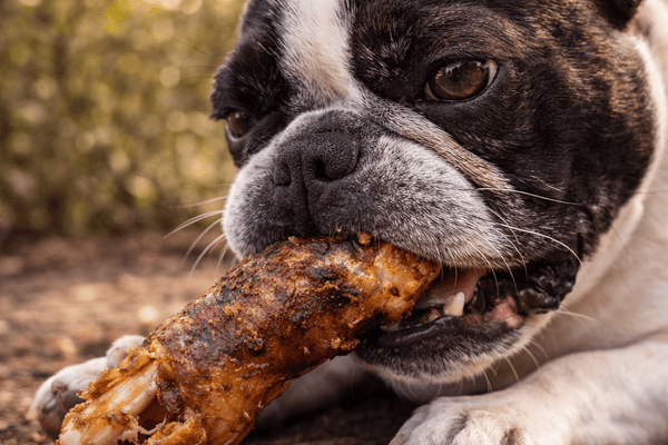 Best Dog Treats for Picky Eaters Australia | What Actually Works (2026 Guide)