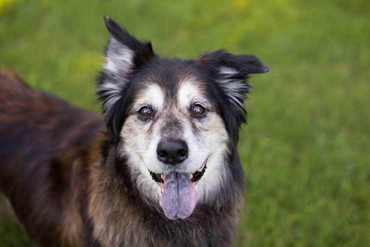 Best Dog Treats for Senior Dogs with Sensitive Teeth - Bark with Buster