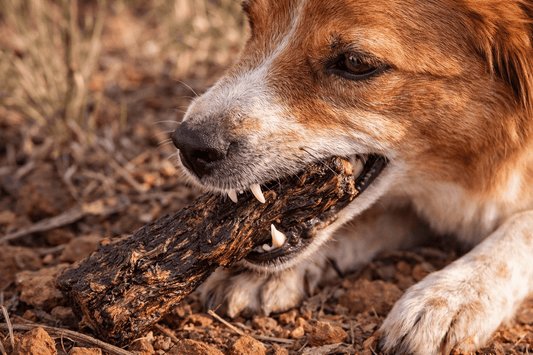 Best Kangaroo Dog Treats Australia: What to Look For - Bark with Buster