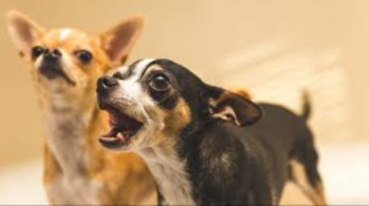 Why Do Dogs Bark and How Can We Stop Them?