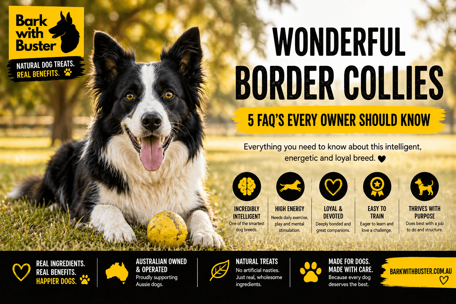 Wonderful Border Collies 5 FAQ’S - Bark with Buster