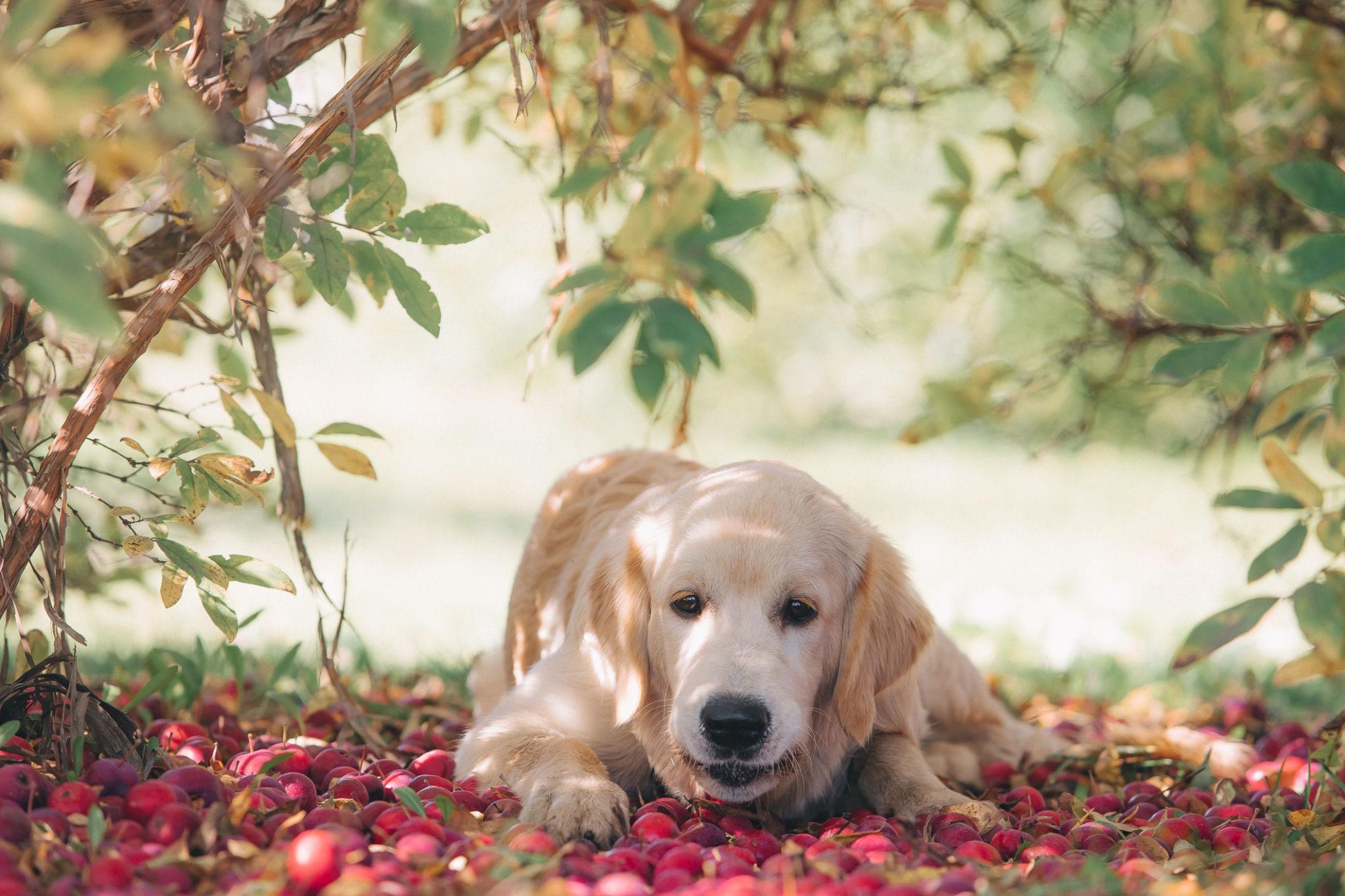 Can Dogs Eat Apples? - Bark with Buster