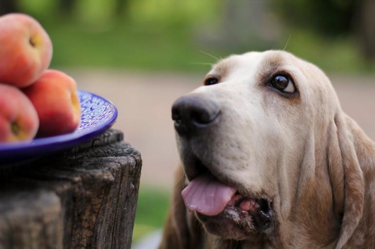 Can Dogs Eat Peaches? - Bark with Buster