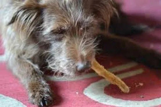 Can Dogs Eat Sustainable Fish? - Bark with Buster