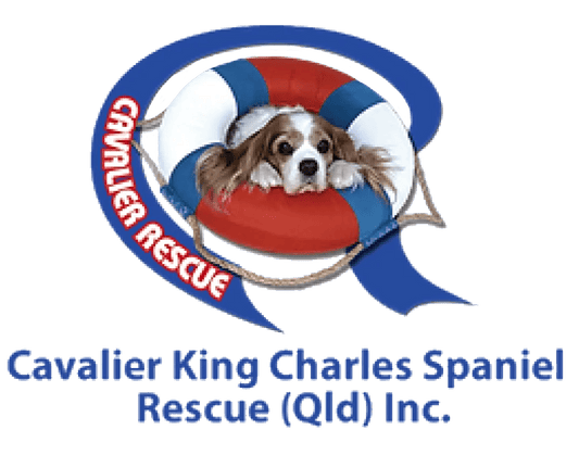 Cavalier Rescue Queensland Joins Marvin's Legacy: A Better Way to Fundraise for Australian Rescue Dogs - Bark with Buster