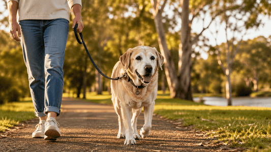 Diabetes in Dogs: What Every Aussie Pet Parent Should Know - Bark with Buster