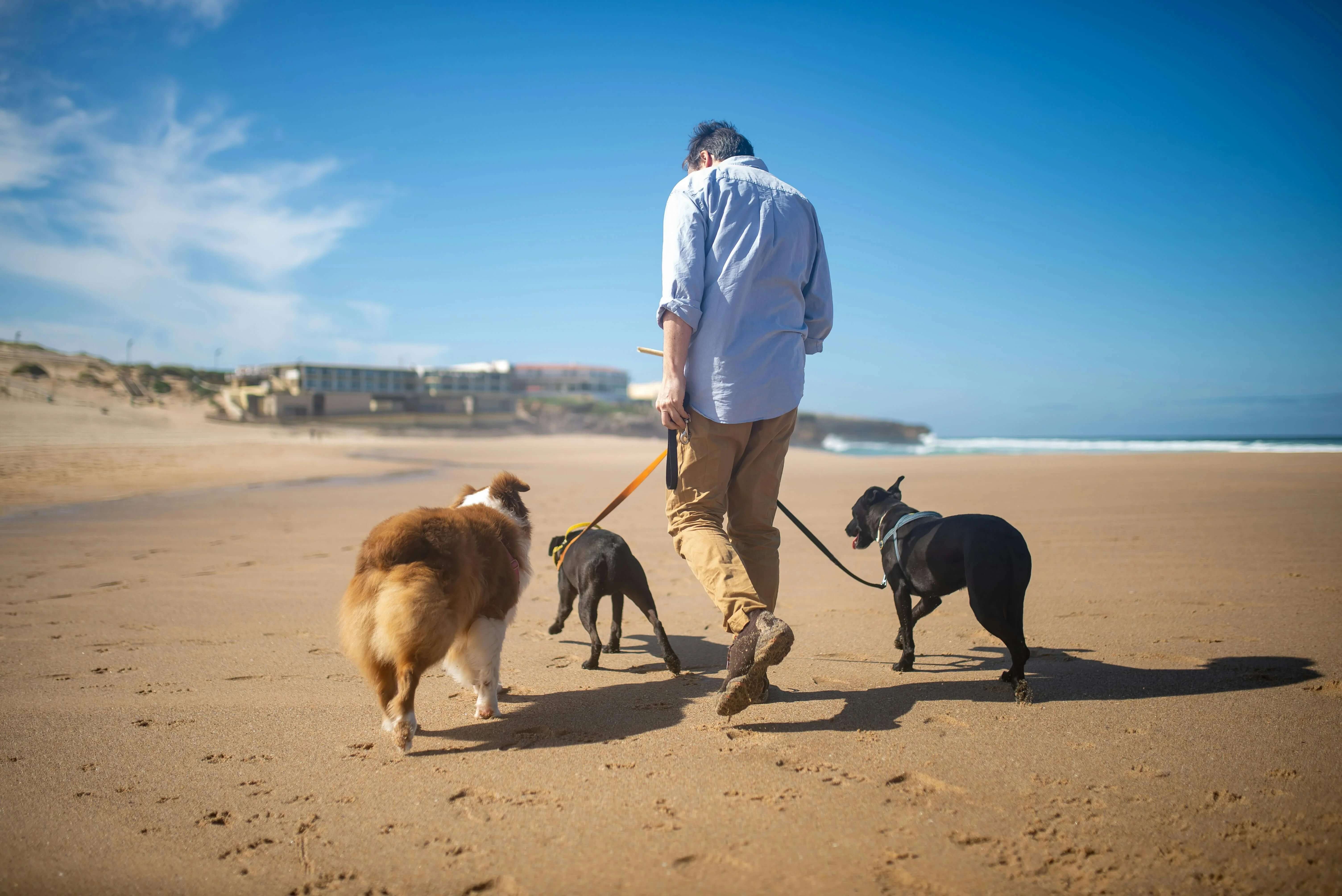 Dog Friendly Christmas Escapes: Holiday Spots Your Pup Will Love - Bark with Buster