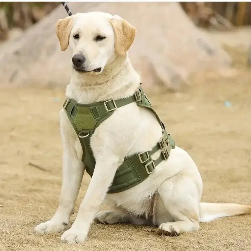 Dog Leads Collars & Harnesses Your Pup Will Love - Walk in Style - Bark with Buster