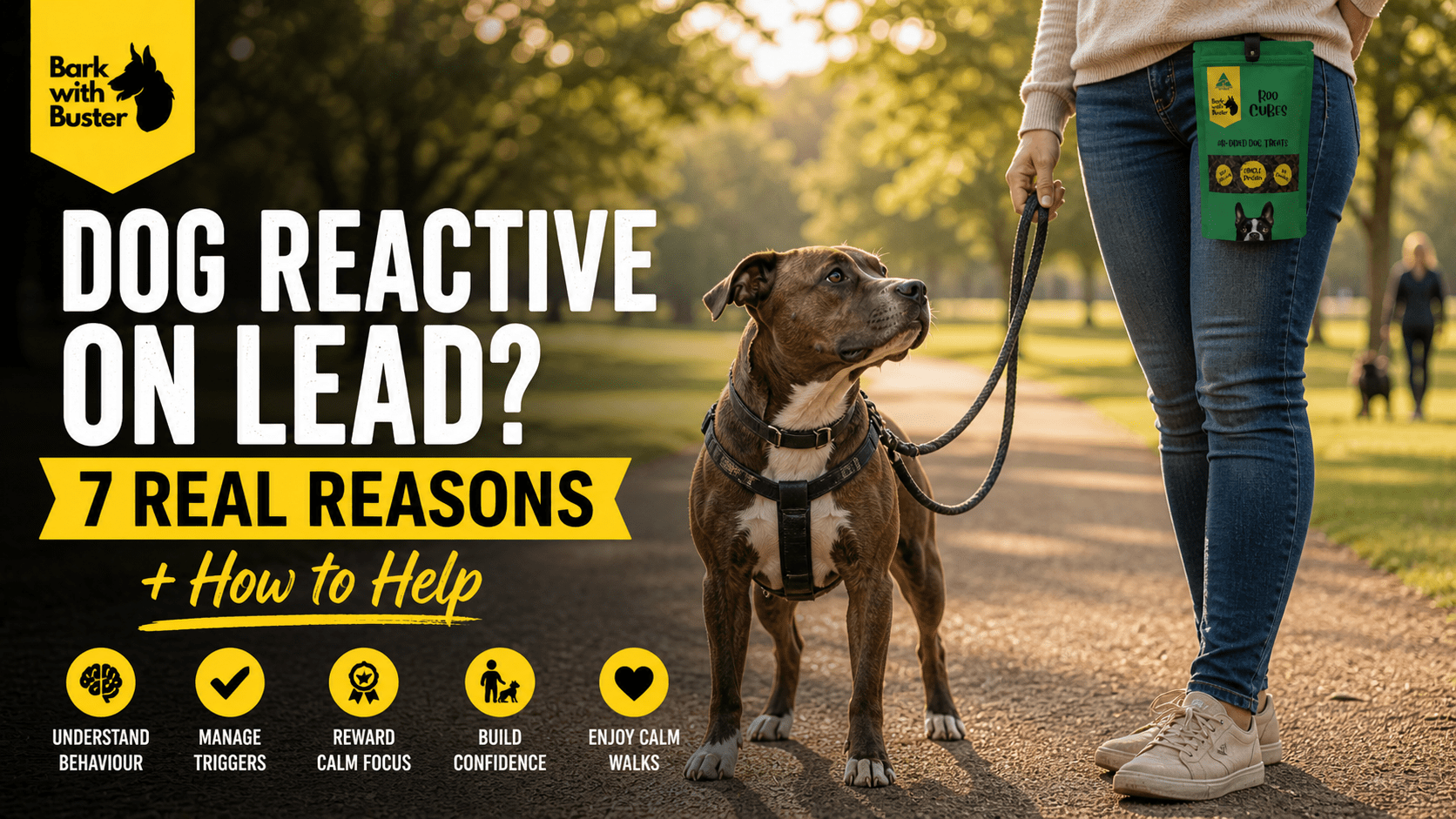 7 Real Reasons Why Some Dogs Are Reactive When On Lead - Bark with Buster
