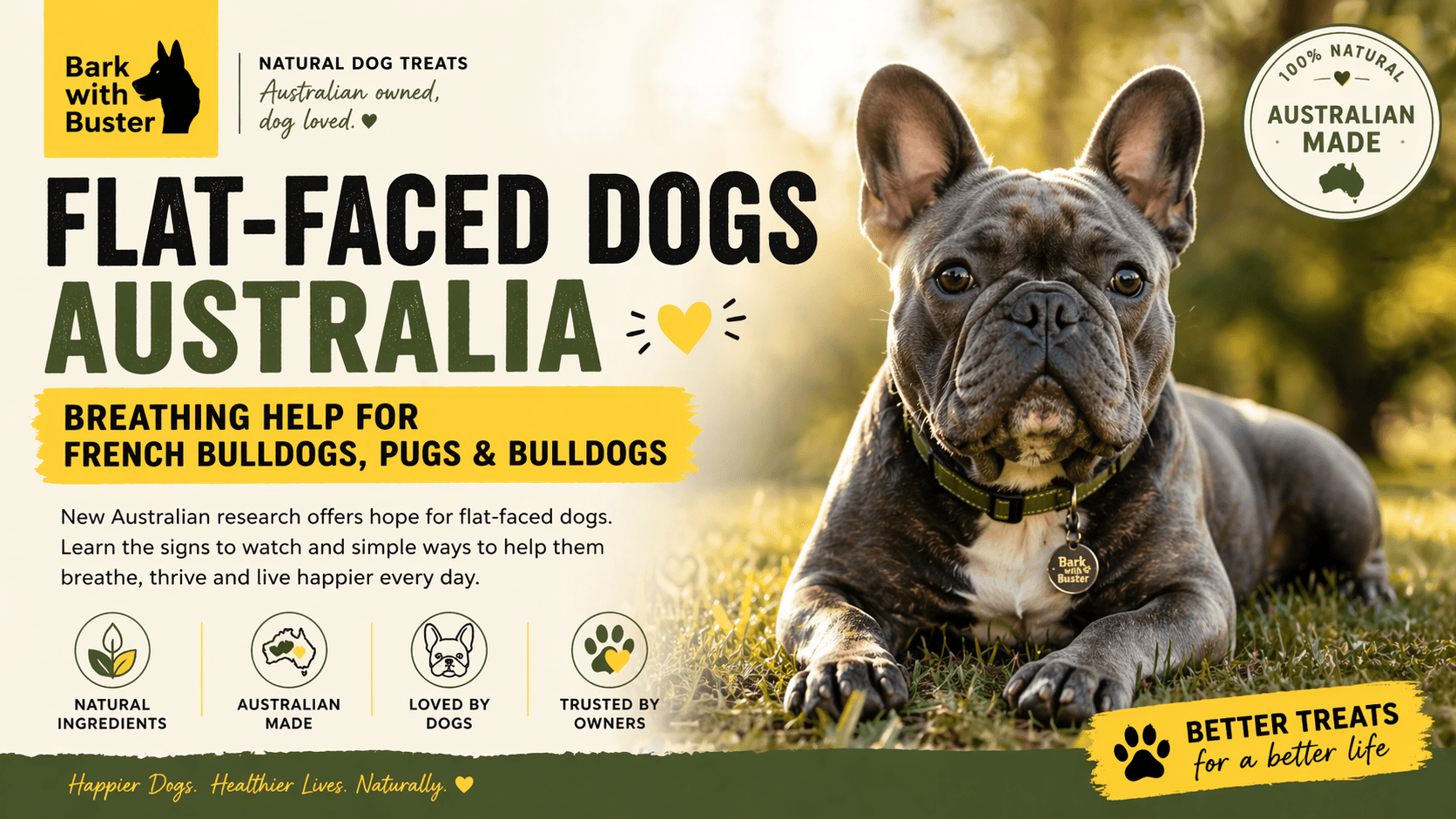 Flat-Faced Dogs Australia: Breathing Help, Heat Safety & Care Tips - Bark with Buster