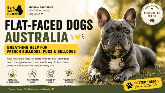 Flat-Faced Dogs Australia: Breathing Help, Heat Safety & Care Tips - Bark with Buster