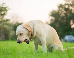 Kennel Cough in Australia 5 Facts Every Dog Owner Needs To Know - Bark with Buster