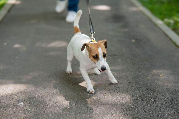 Lead Reactivity in Dogs: Causes, Solutions & Treats That Work - Bark with Buster