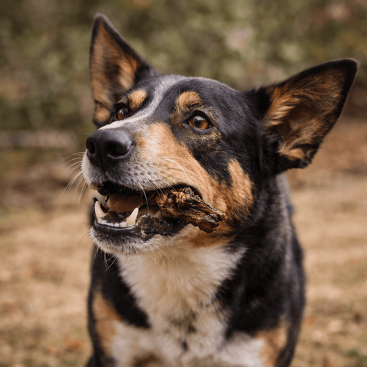 Long Lasting Dog Chews Australia (Best Options for Power Chewers) - Bark with Buster