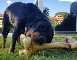 Novel Protein Dog Treats Australia | Natural Guide for Sensitive Dogs - Bark with Buster