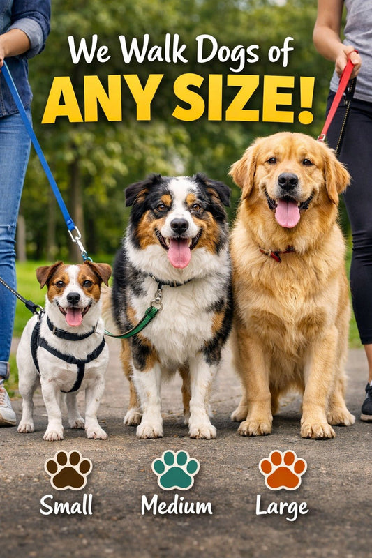 The Real Reason Daily Dog Walks Matter More Than You Think - Bark with Buster