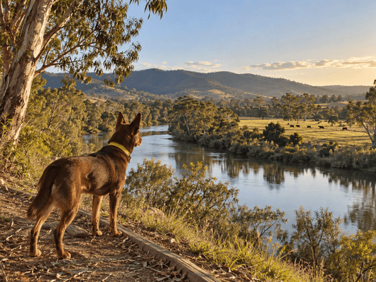 Where to Find Natural Dog Treats in Australia: Swan Reach General Store Now Stocking Bark with Buster - Bark with Buster