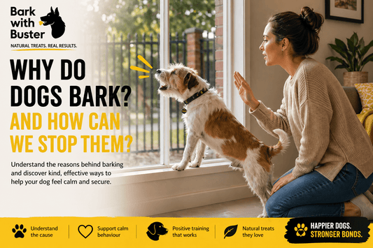Why Do Dogs Bark and How Can We Stop Them? - Bark with Buster