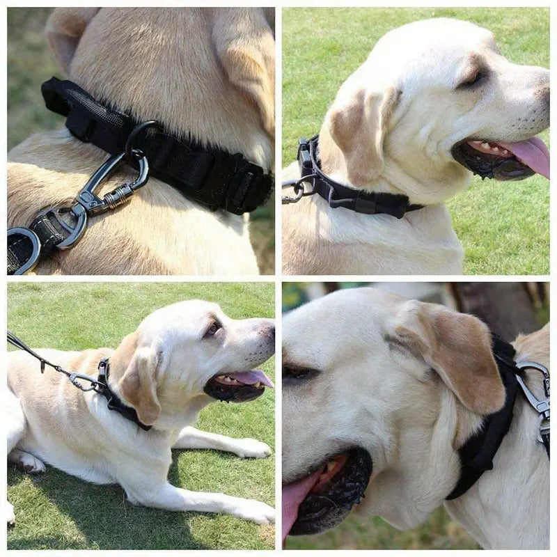 Dog Collar Adjustable