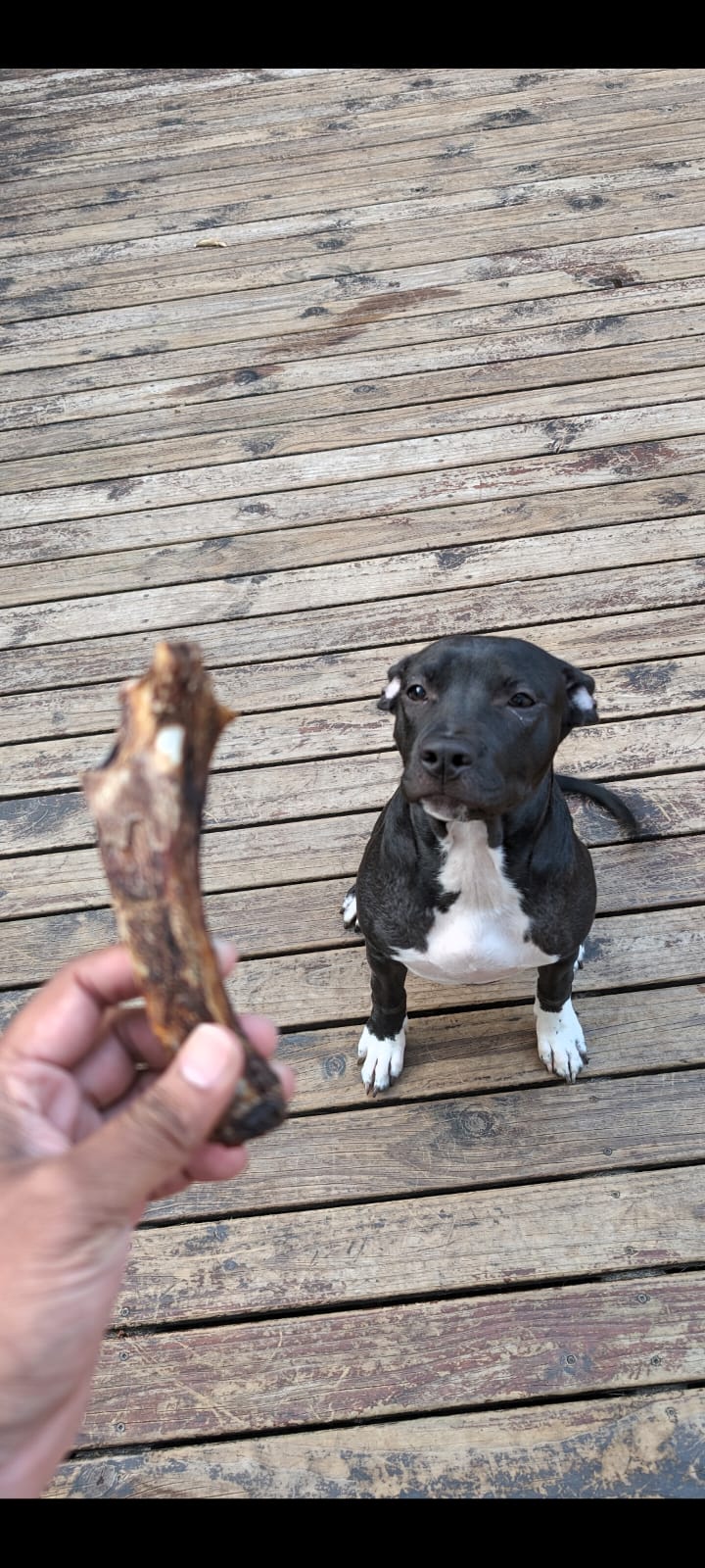 Healthy dog chews made right here in Australia. Awesome nutrition for your dog